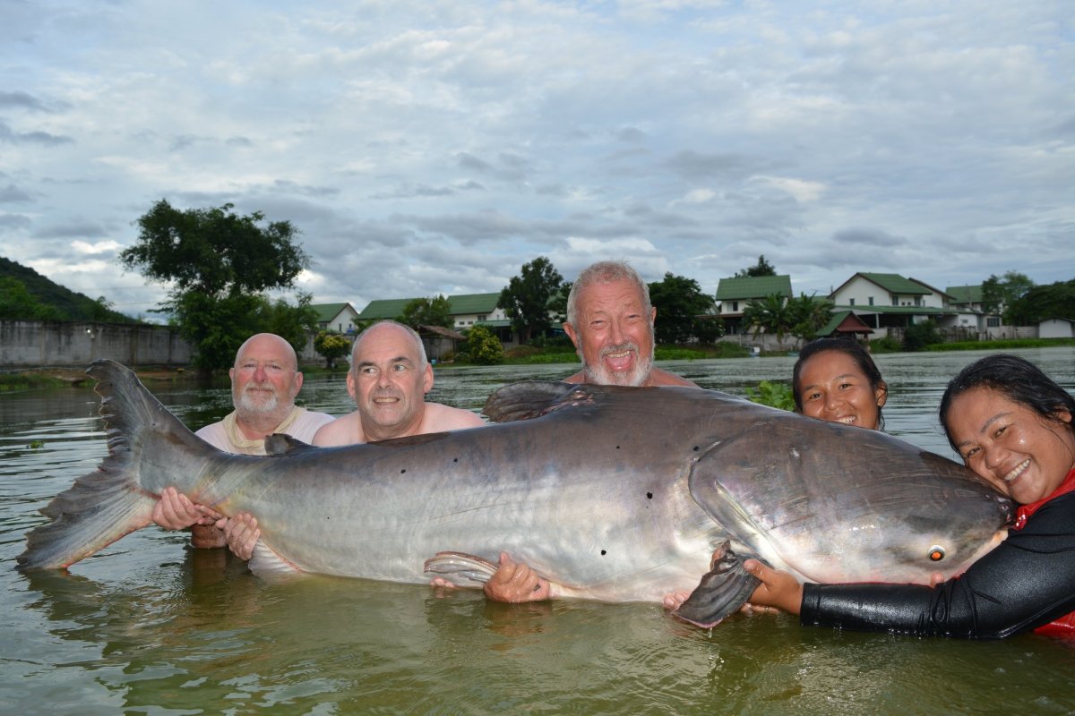 Гигантский сом Меконга