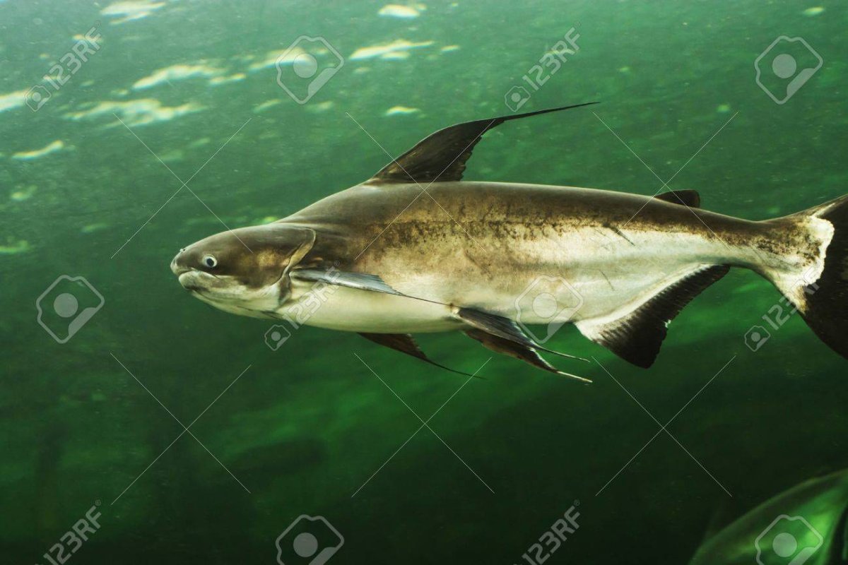 Самый большой сом