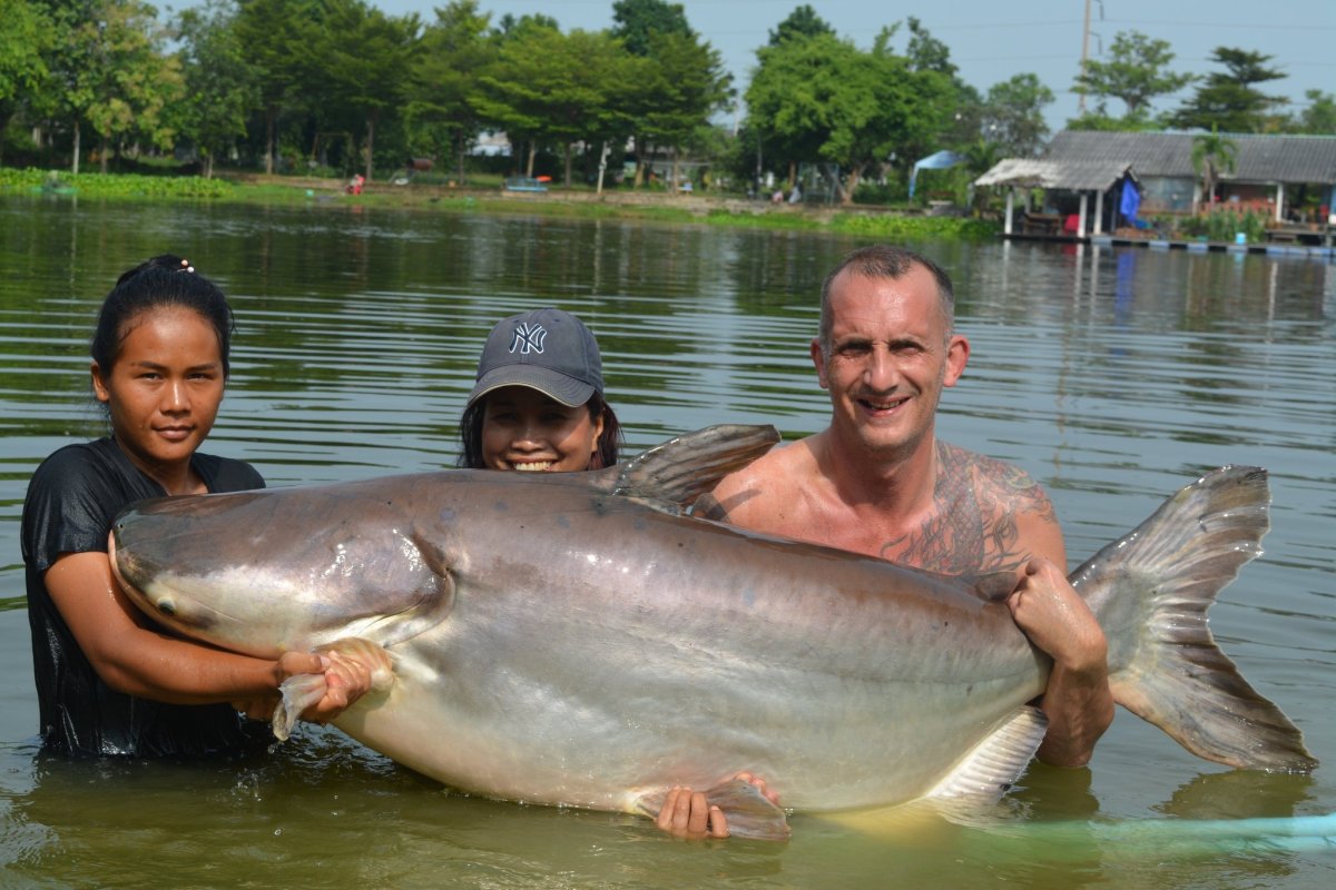 Гигантский сом Меконга