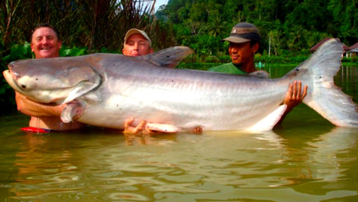 Гигантский пангасиус