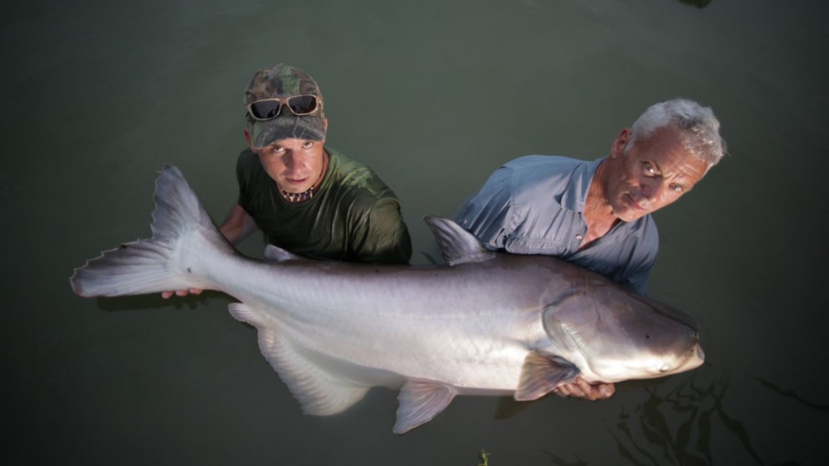 Меконгский гигантский сом