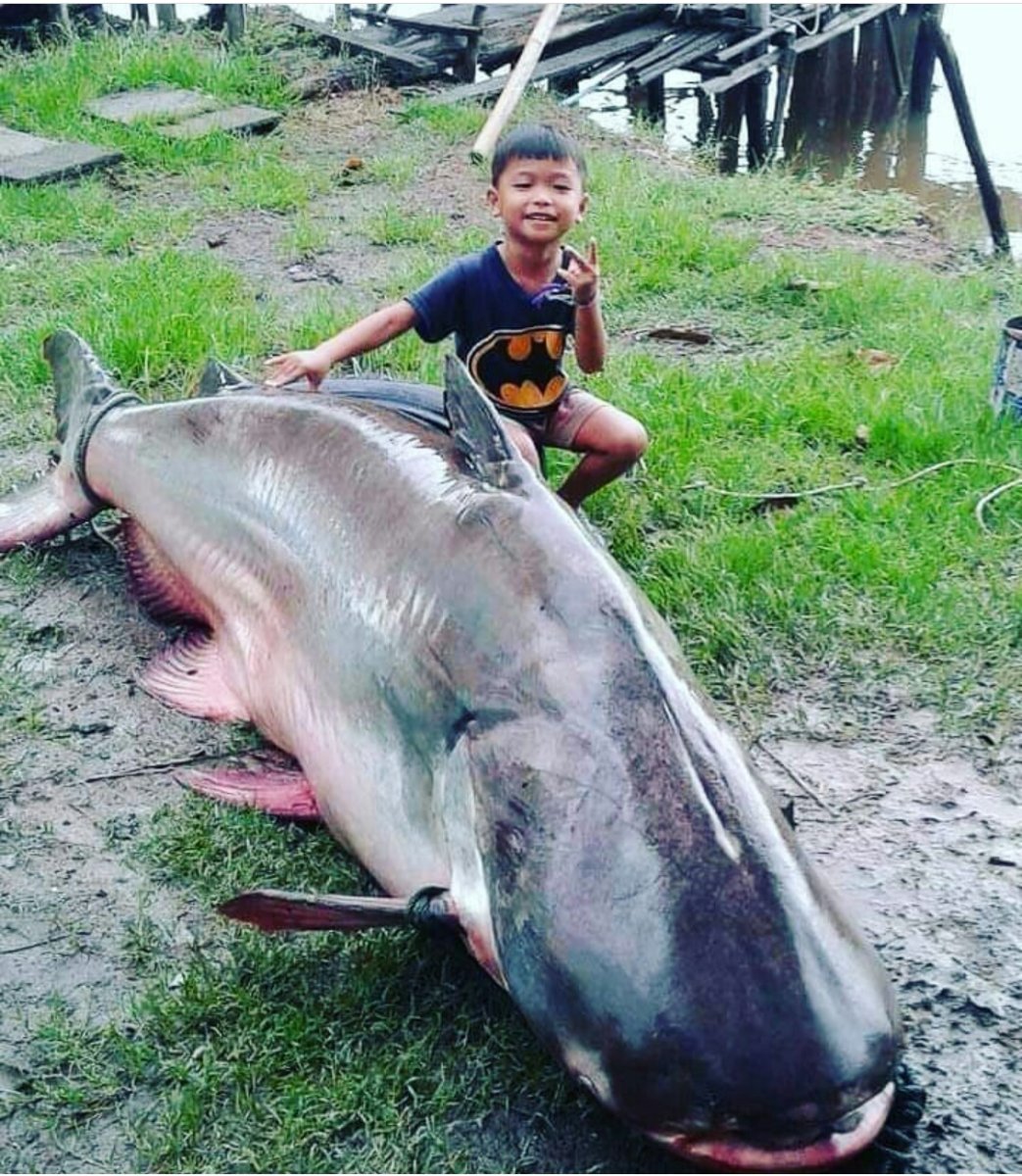 Речные монстры сом людоед