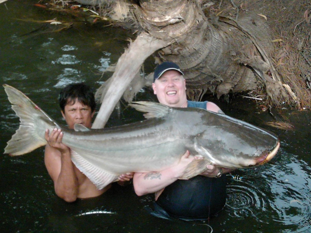 Самый большой пресноводный Скат камбоджия