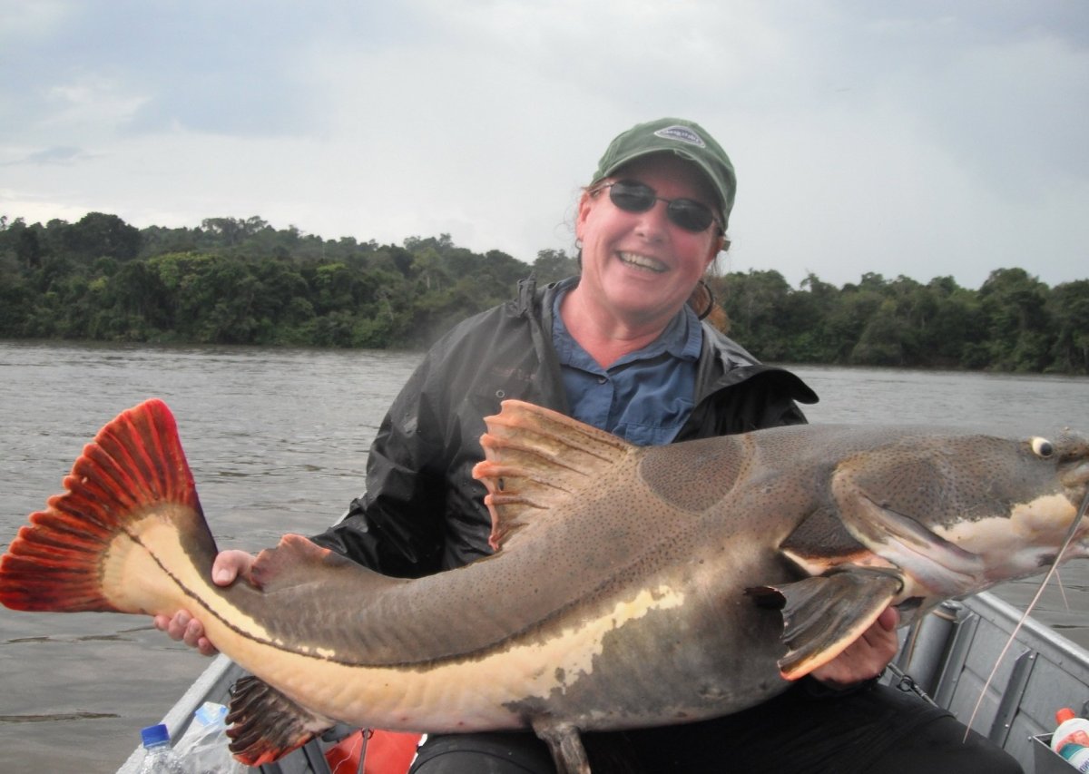 Гигантский Шильбовый сом