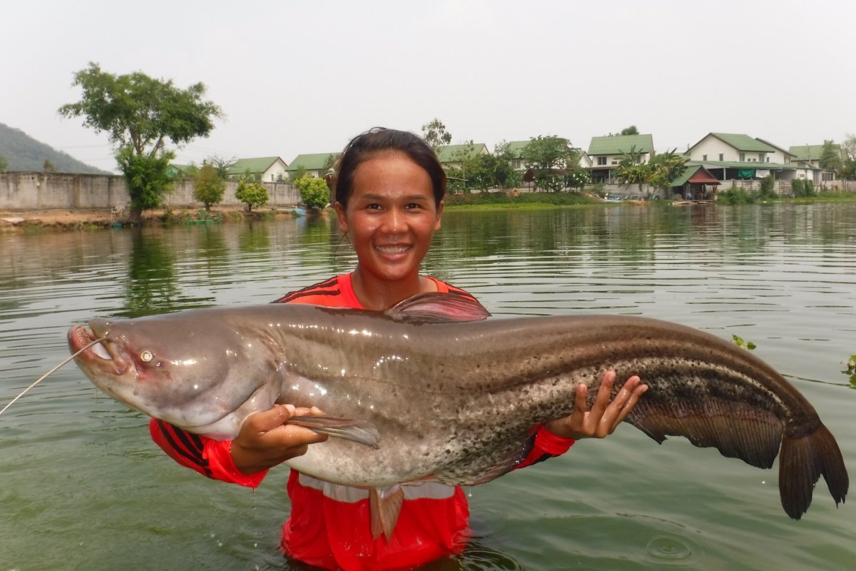 Меконгский гигантский сом