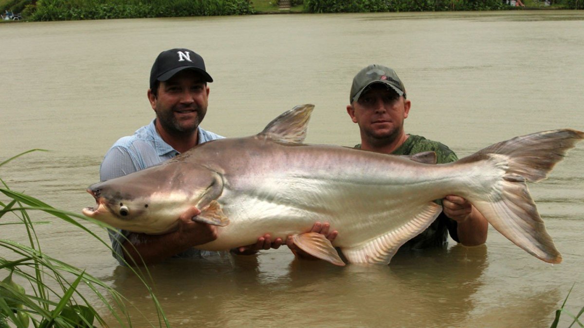 Mekong giant Catfish