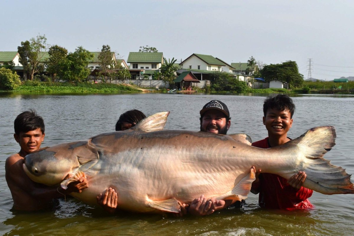 Mekong giant Catfish