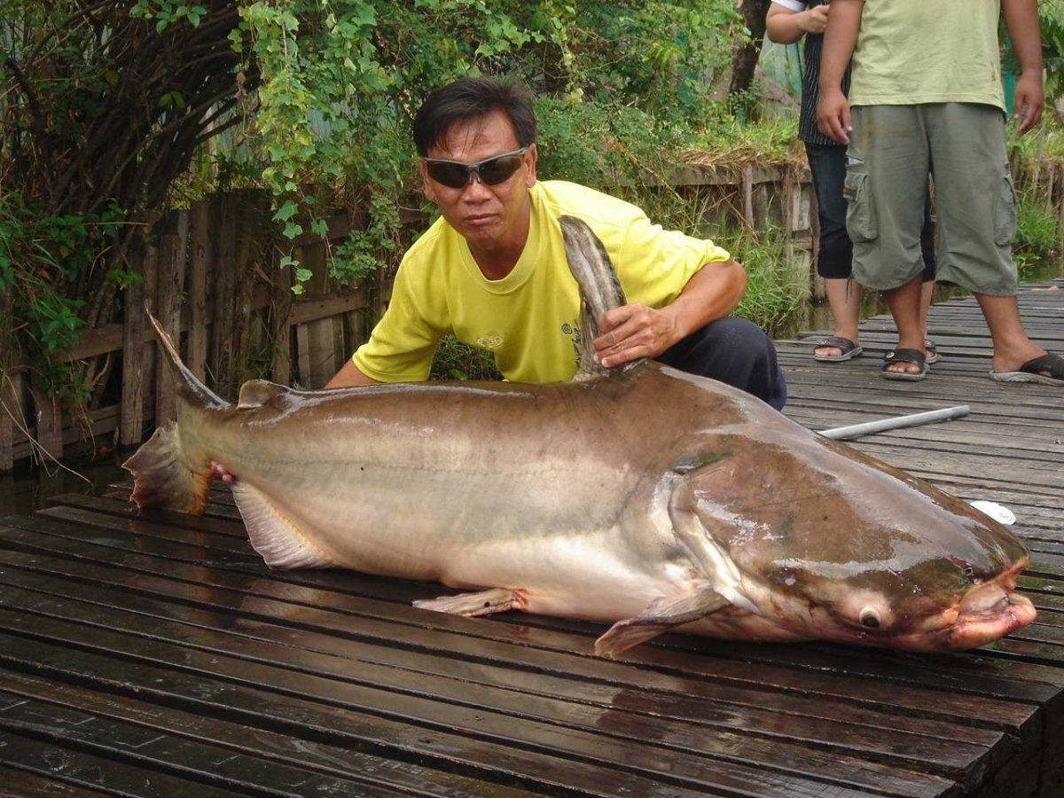 Mekong giant Catfish