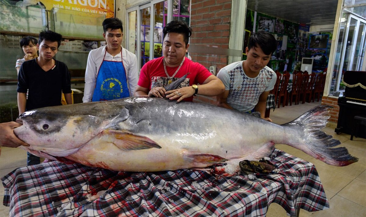 Рыбы реки Меконг