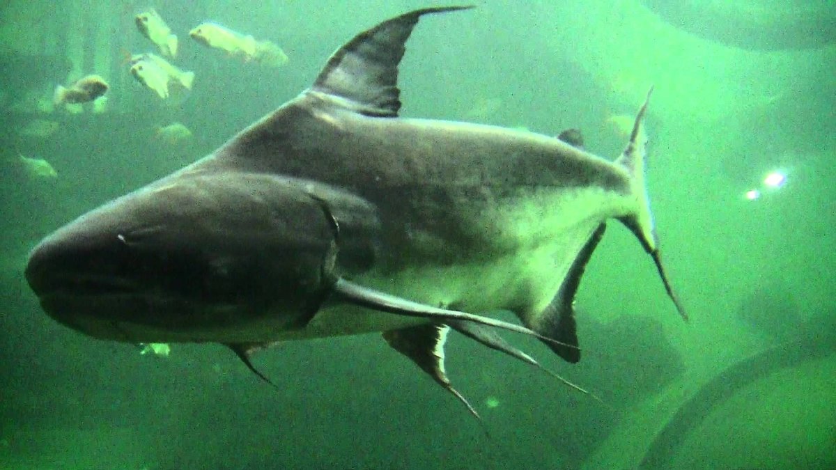 Меконгский сом