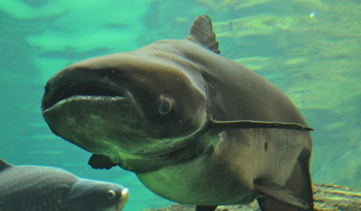 Рыбы Меконга