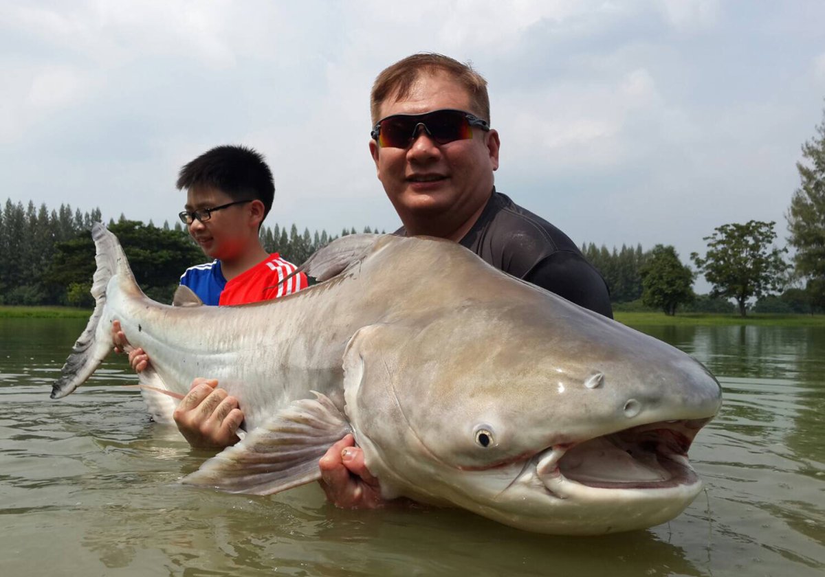 Mekong giant Catfish рыба