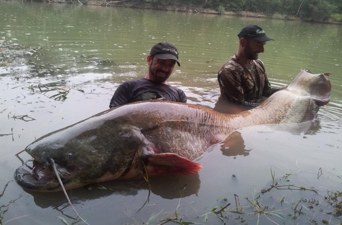 Mekong giant Catfish