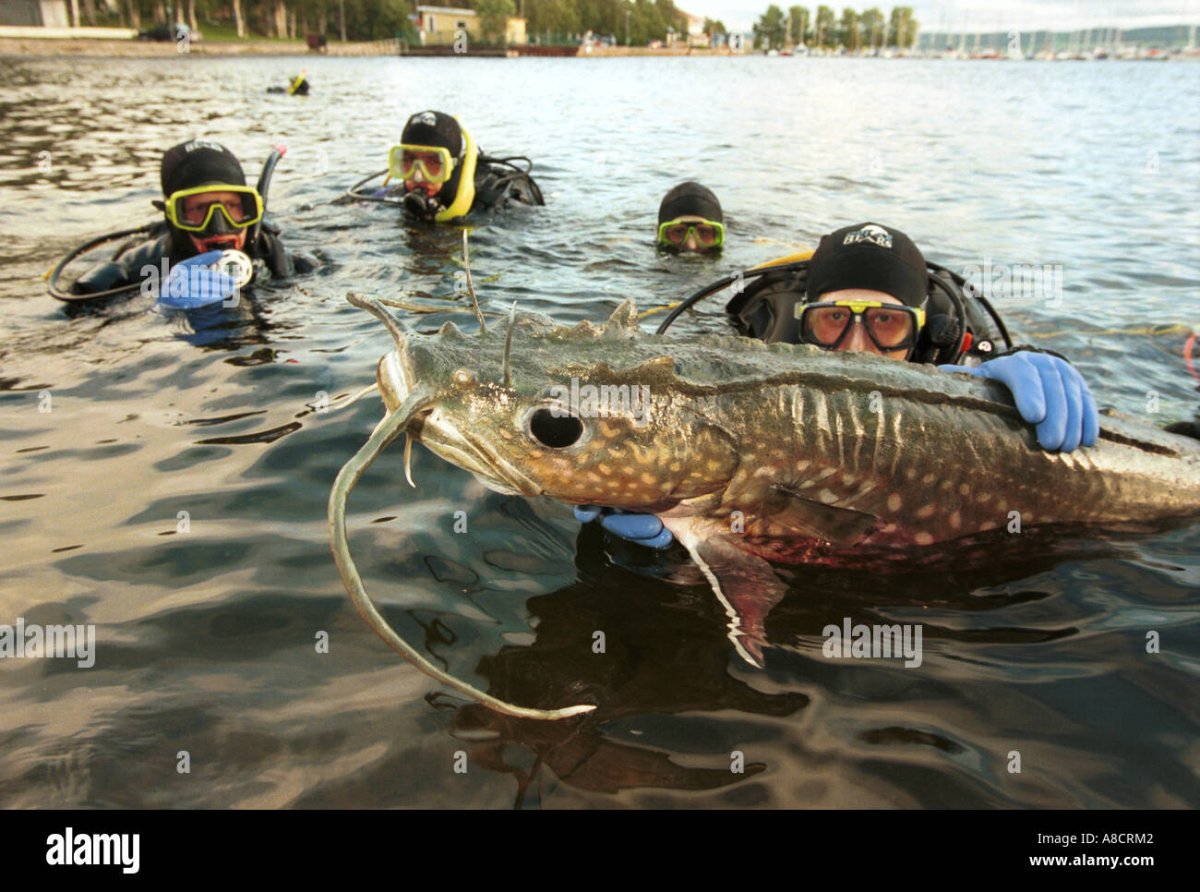 Меконгский гигантский сом