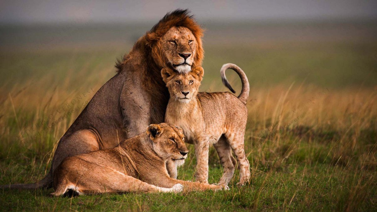 Прайд Львов в Масаи Мара