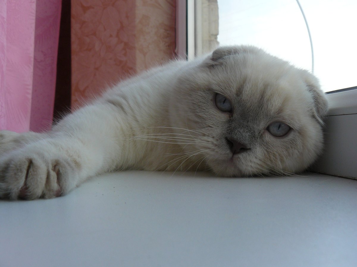 Кот белый шотландец вислоухий