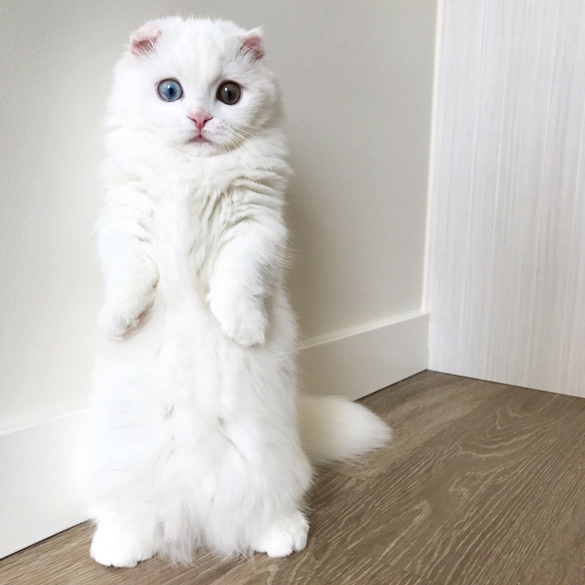 Манчкин кот