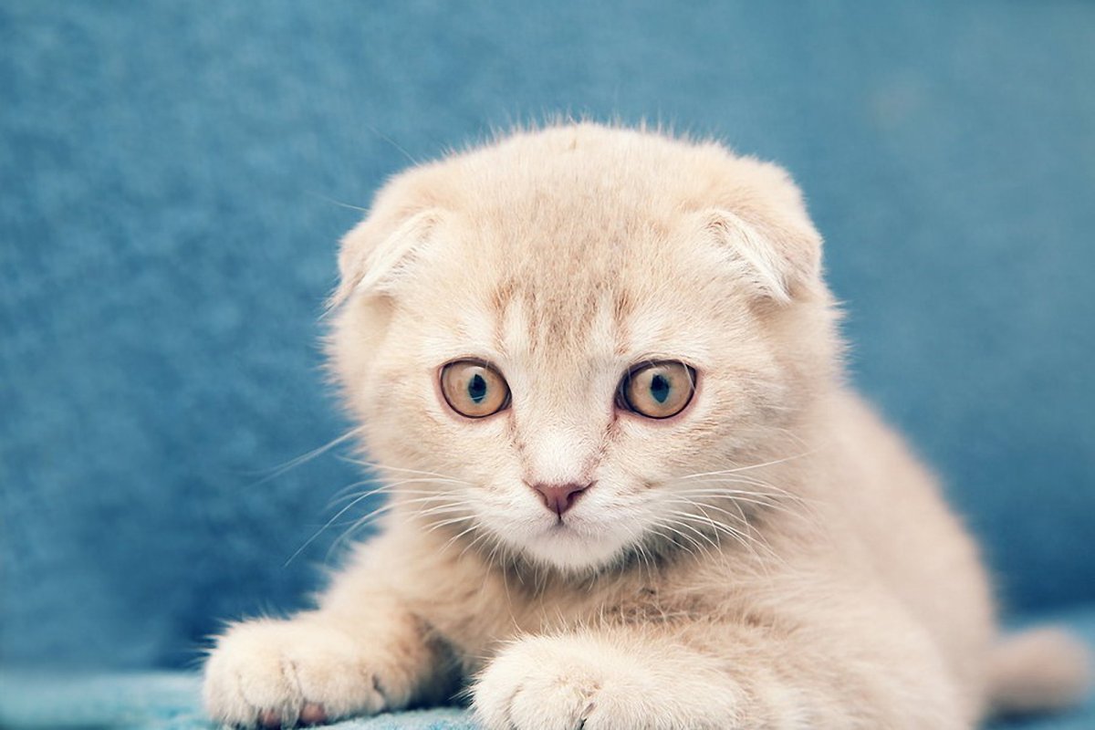 Шотландский вислоухий кот белый