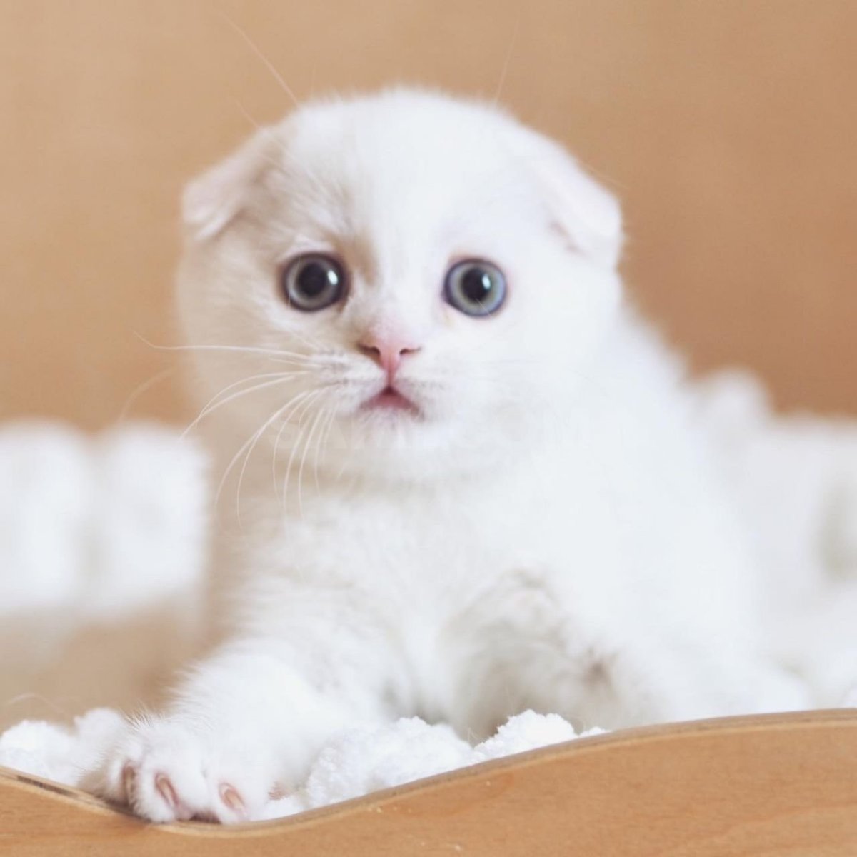 Шотландская вислоухая кошка белая