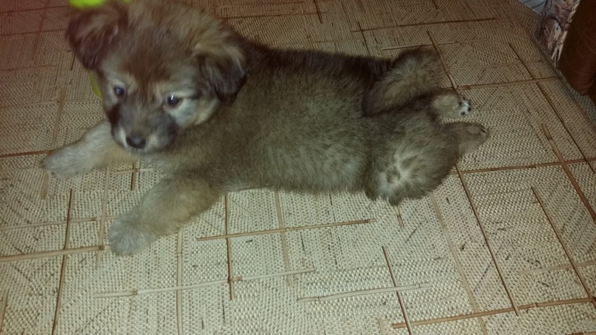 Шпиц дворняжка