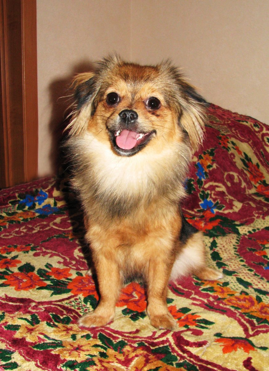 Метис шпица черный