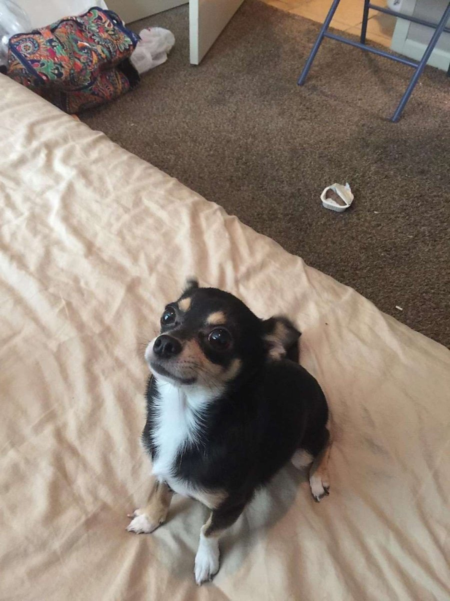 Смесь корги и немецкой овчарки