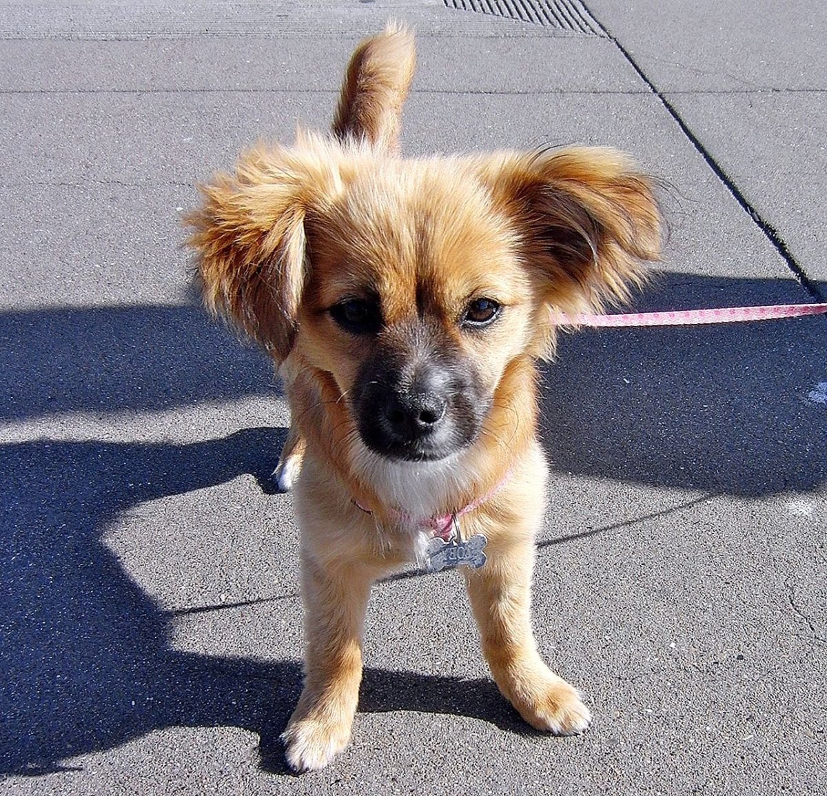 Метис шпица