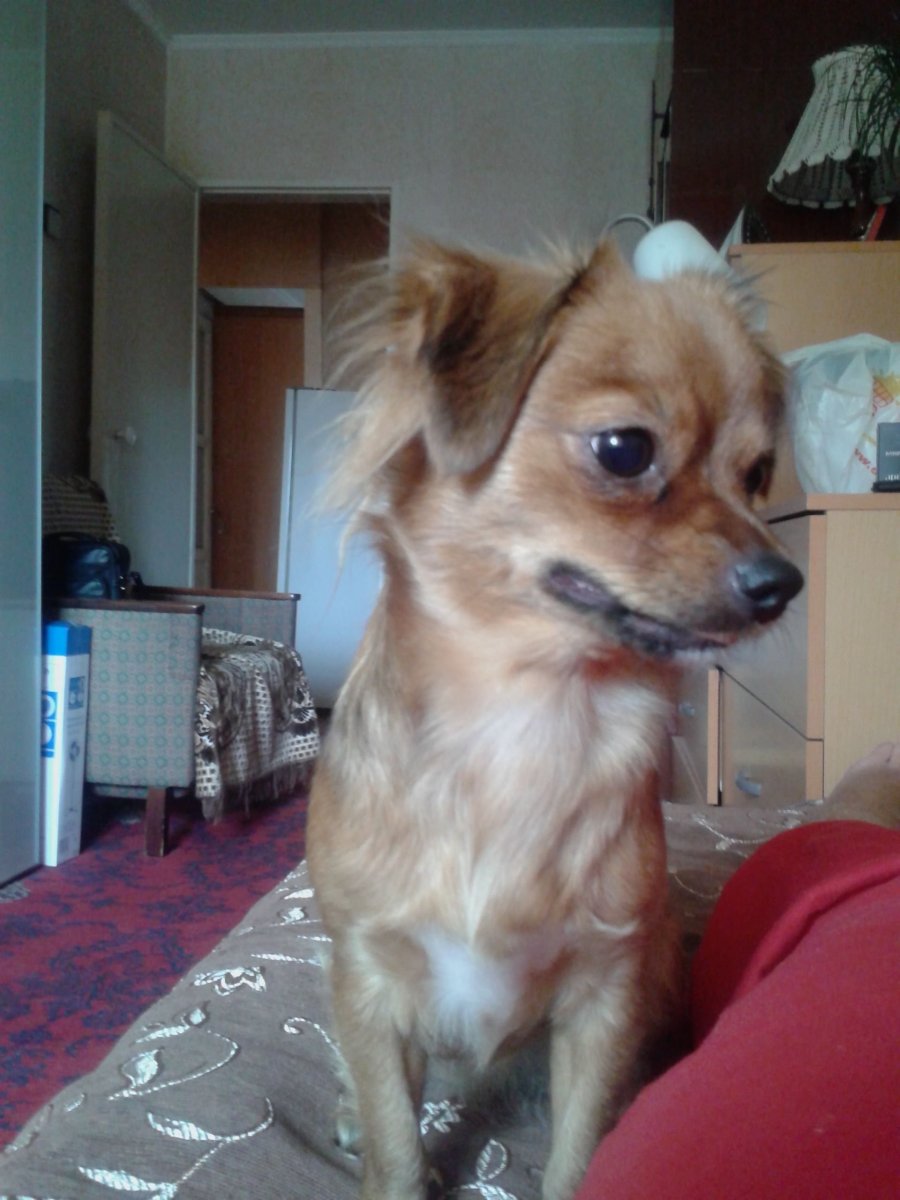 Метис аусси и шпиц