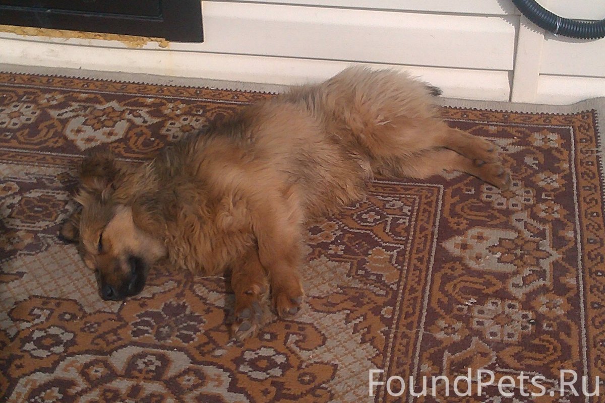 Корги и шпиц