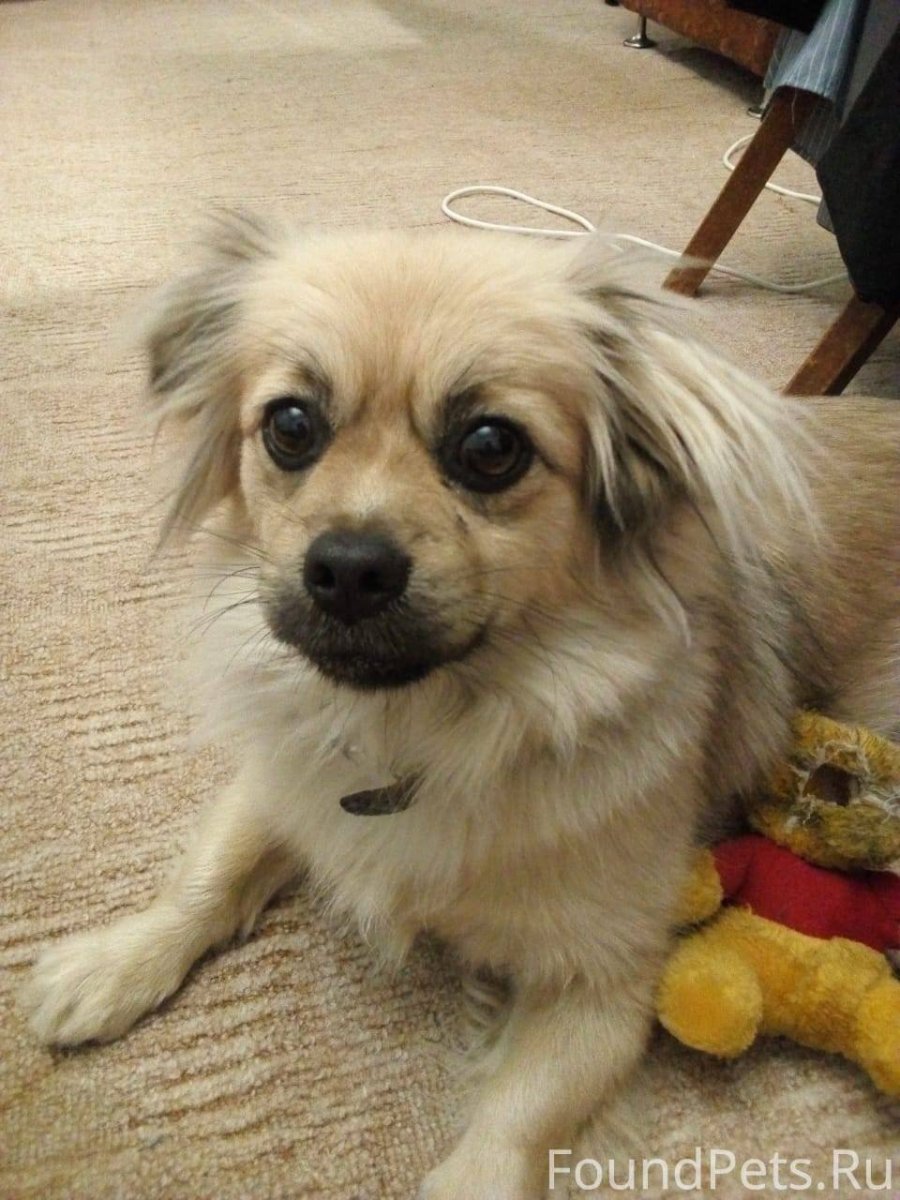 Метис аусси