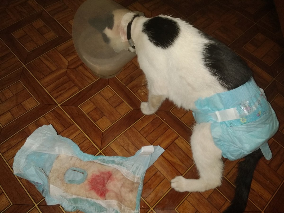 Фурри diaper abdl