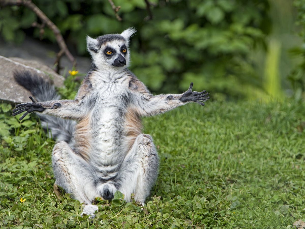 Лемур Эволюция