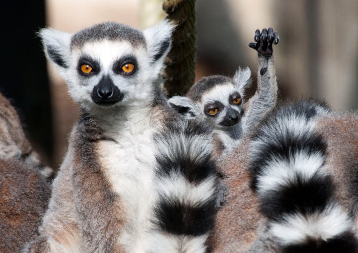 Обезьяна сифака