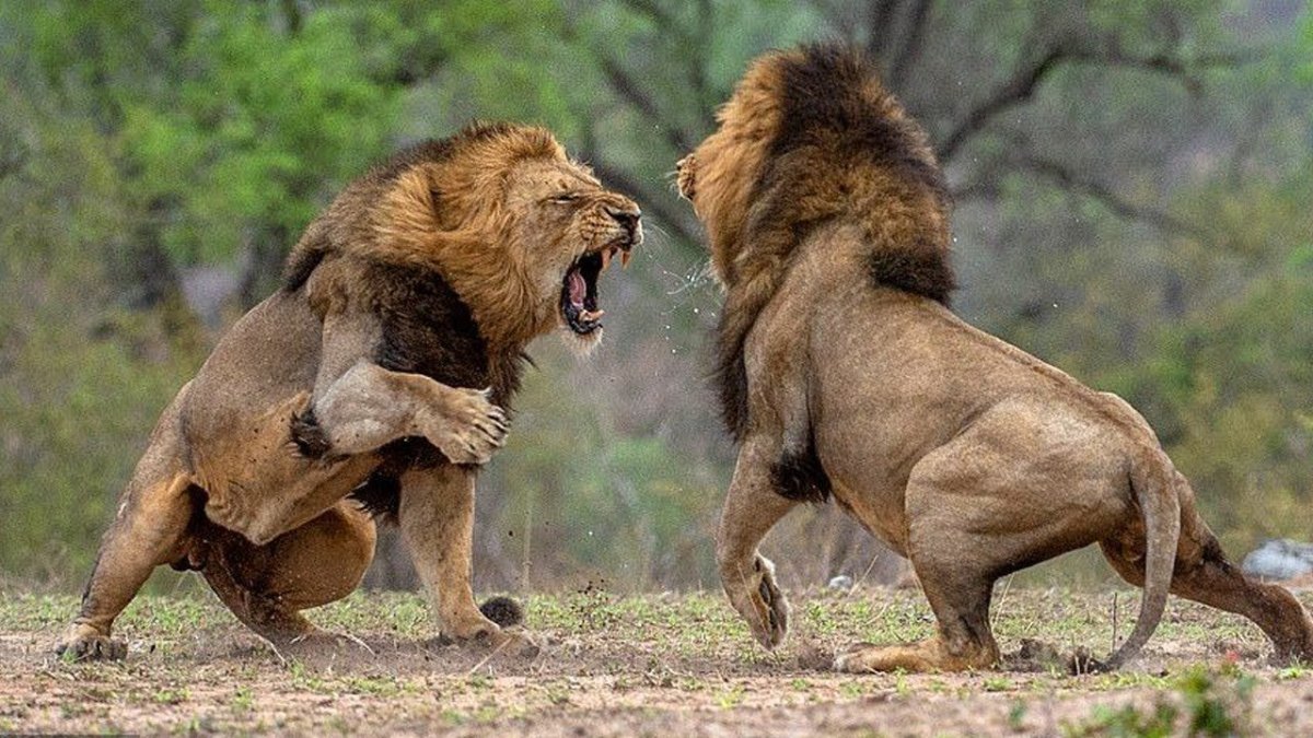 Фото Льва на берегу моря