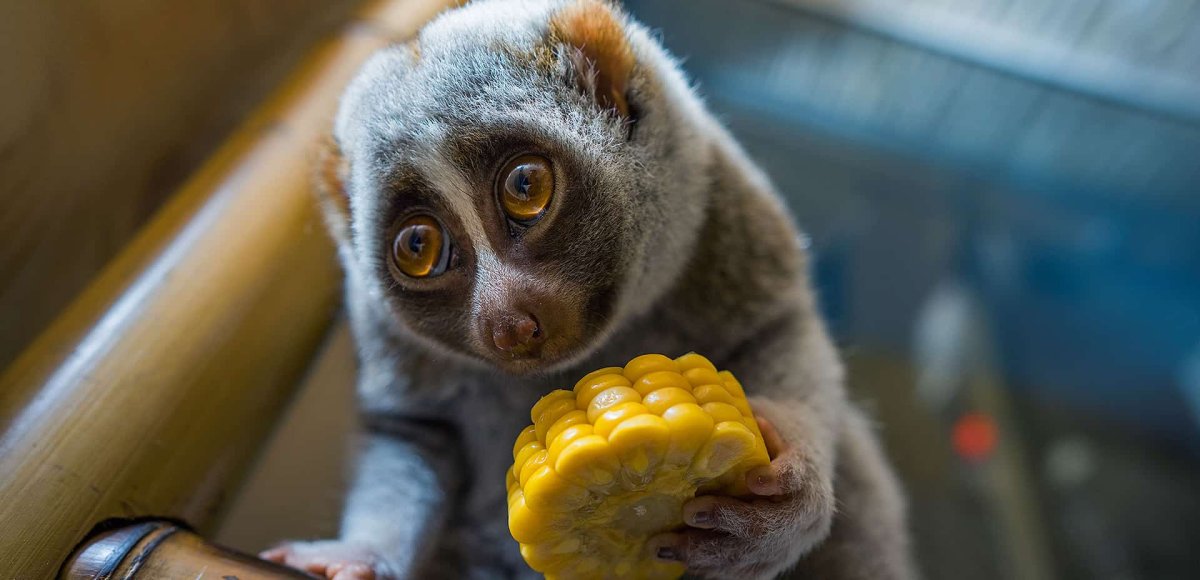 Удивление животных