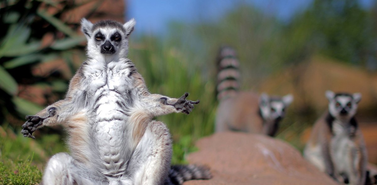 Кошачий лемур домашний