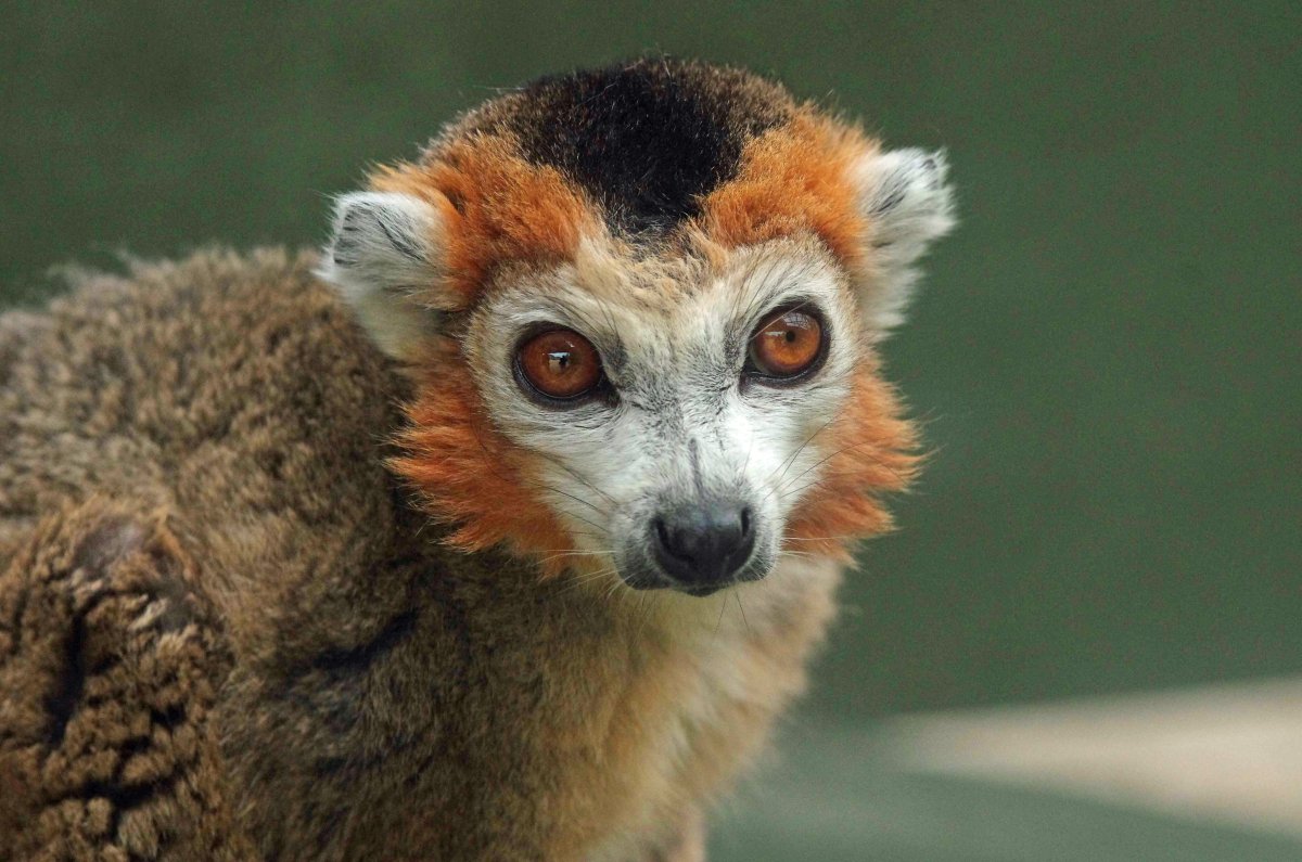 Кошачий лемур ареал