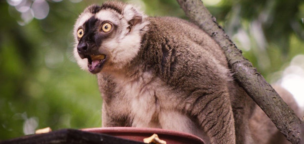 Лемур с факом