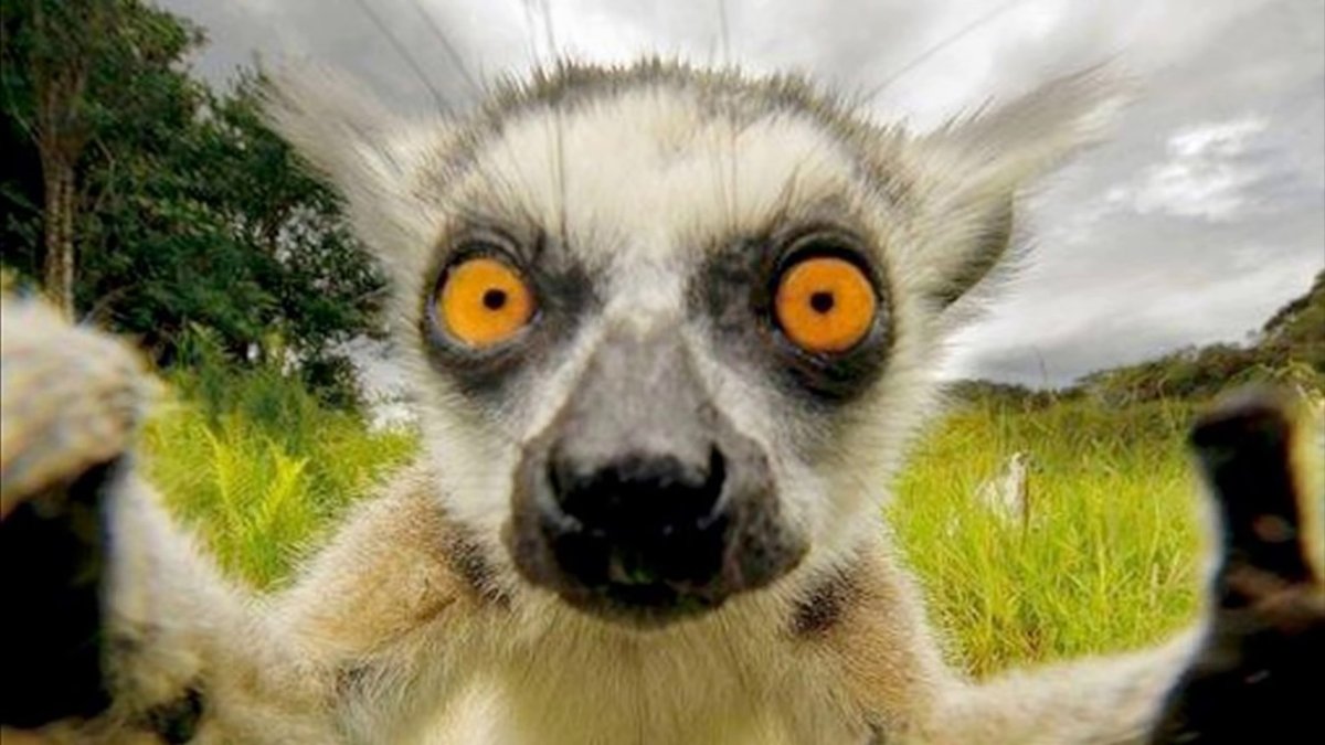 Лемур сифака