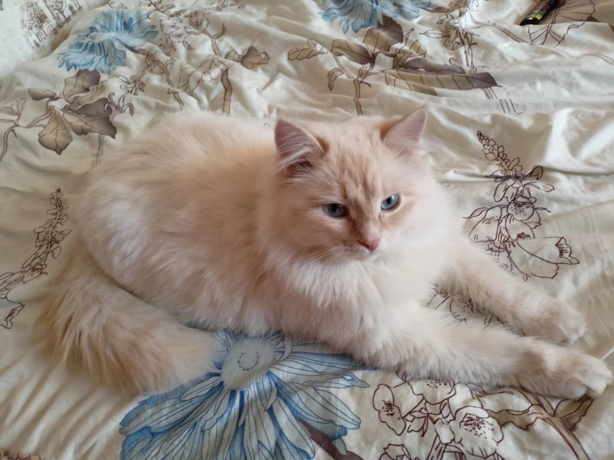 Мейн кун кошка с пушистым хвостом