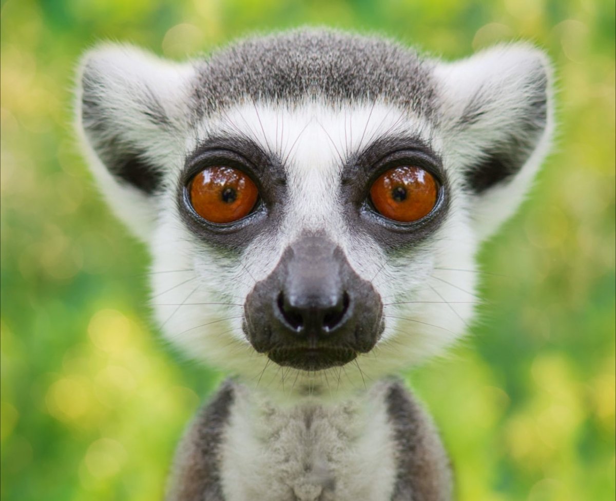 Новорожденный лемур