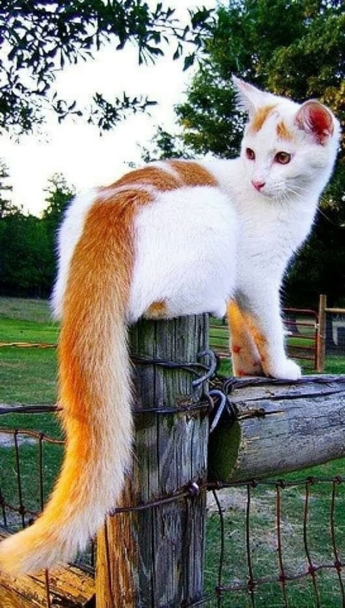 Кот Сигнус с самым длинным хвостом