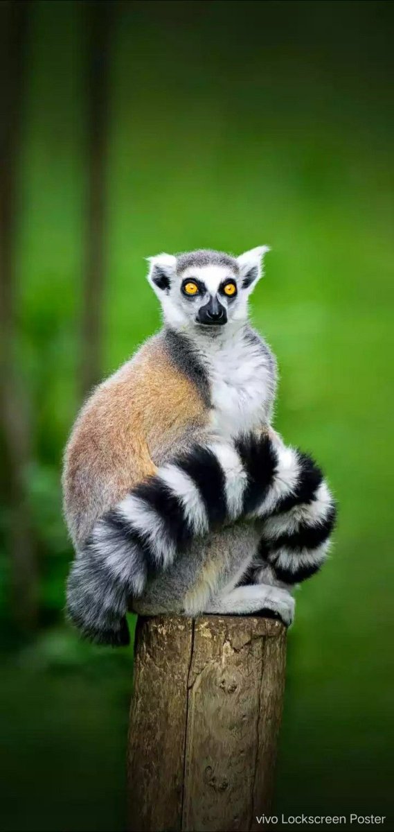 Лемур портрет