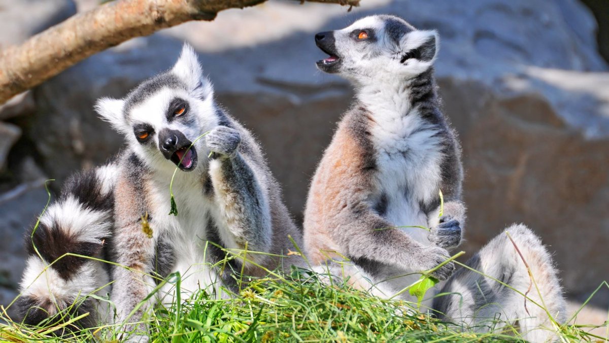 Филиппинский долгопят это лемур