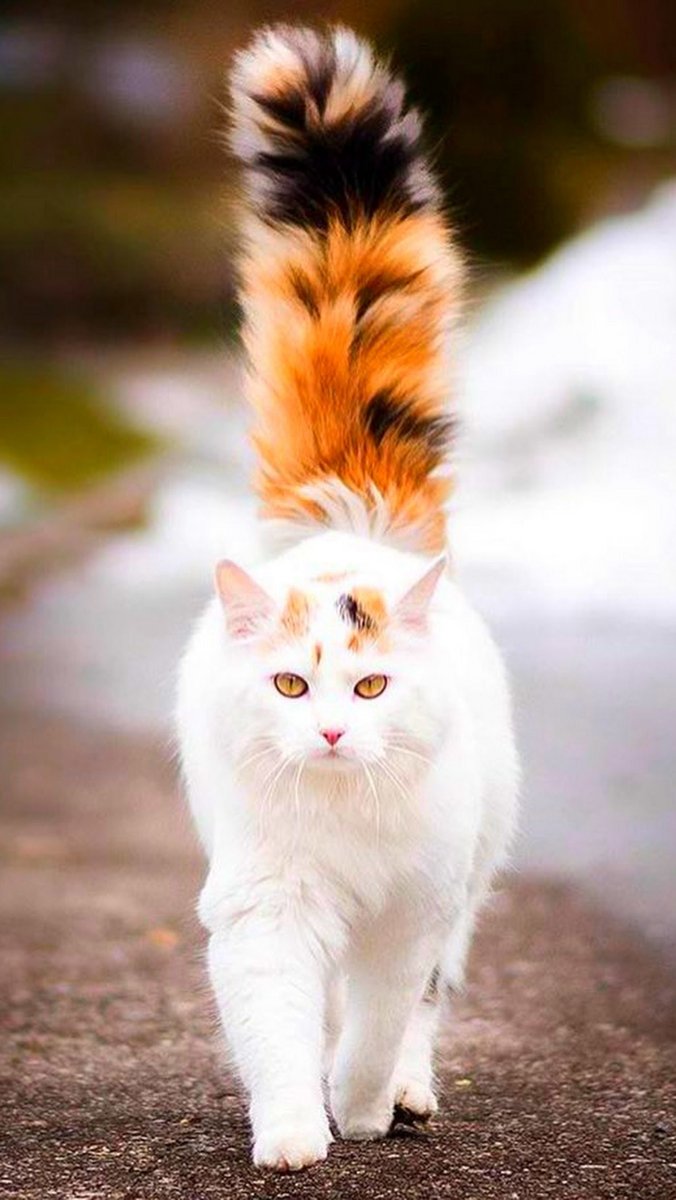 Турецкий Ван кошка