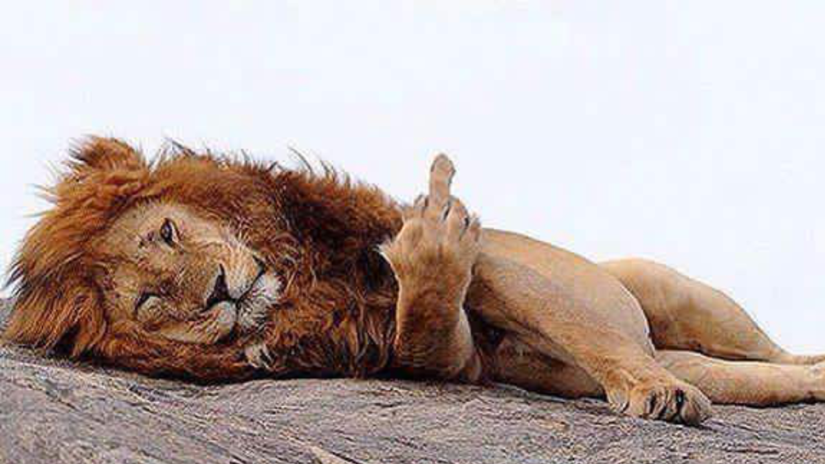 Лев за хвост львицу