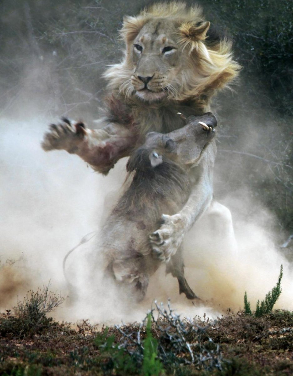 Львенок с гривой