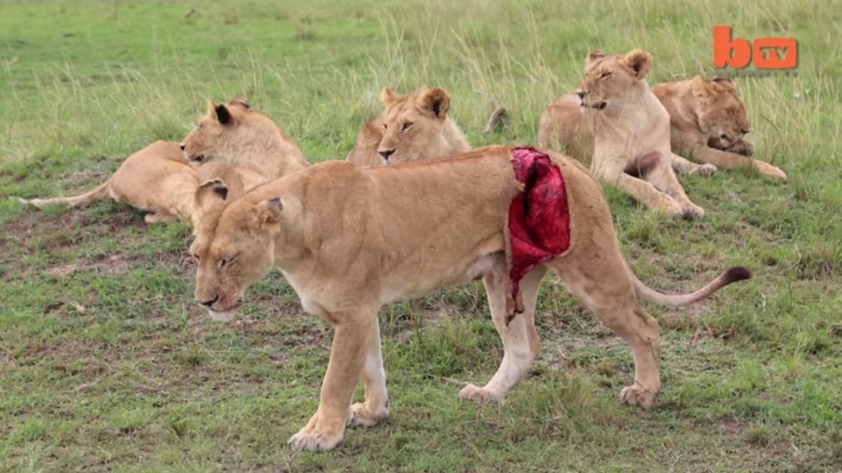 Фразы про Львов