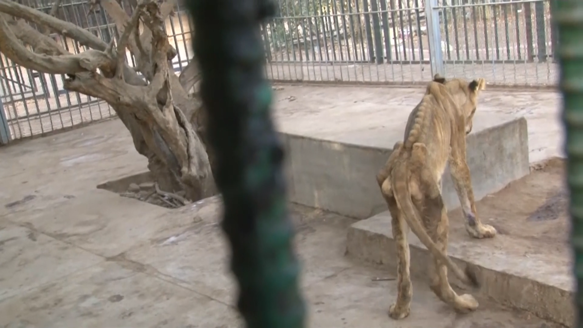 В зоопарке Судана голодают львы