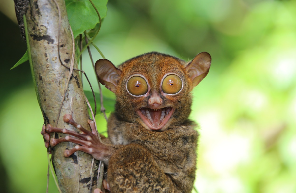 Удивление животных